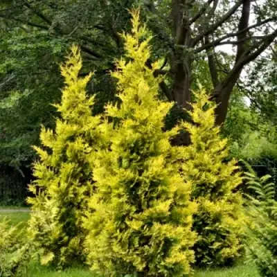Туя ГОЛДЕН БРАБАНТ западная в Слуцке