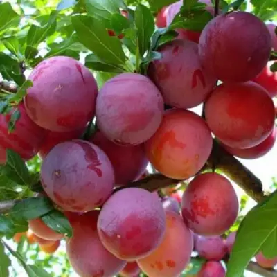 Слива НЕКТАРИННАЯ АРОМАТНАЯ в Слуцке