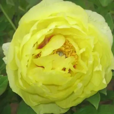 Пион ЗОЛОТО ПОДНЕБЕСНОЙ древовидный в Слуцке