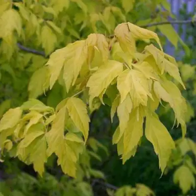 Клен ясенелистный в Слуцке