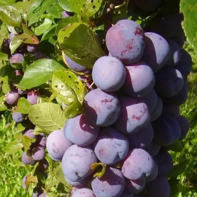 Слива НАГРАДА НЕМАНСКАЯ в Слуцке