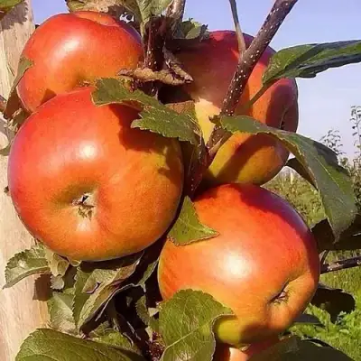 Яблоня ФРИДОМ в Слуцке