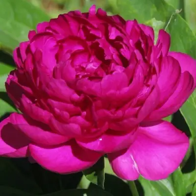 Пион БАРХАТ НОЧИ травянистый в Слуцке