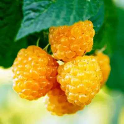 Малина МЕДОВАЯ в Слуцке