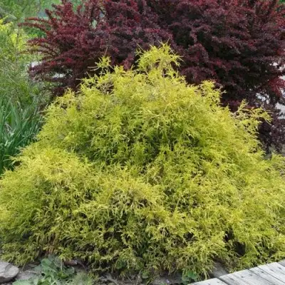 Кипарисовик ГОЛДЕН МОП горохоплодный в Слуцке