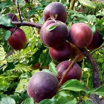 Шарафуга БЕЛЛА РОЯЛЬ в Слуцке