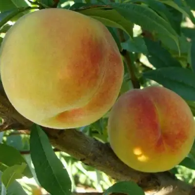 Персик ДОНЕЦКИЙ ЖЕЛТЫЙ в Слуцке