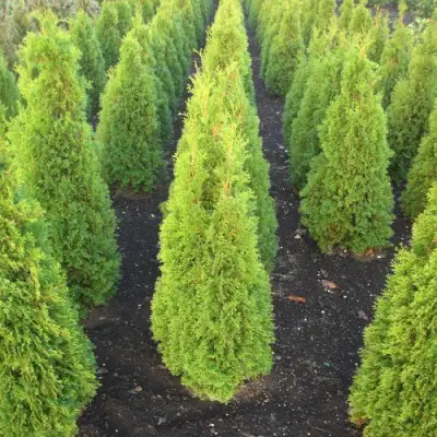 Туя САННИ СМАРАГД западная  в Слуцке