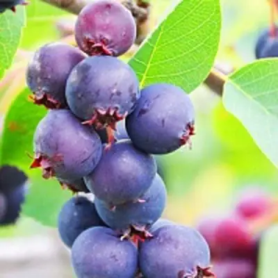 Ирга СМОУКИ в Слуцке