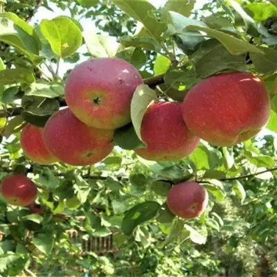 Яблоня ОРЛИК в Слуцке