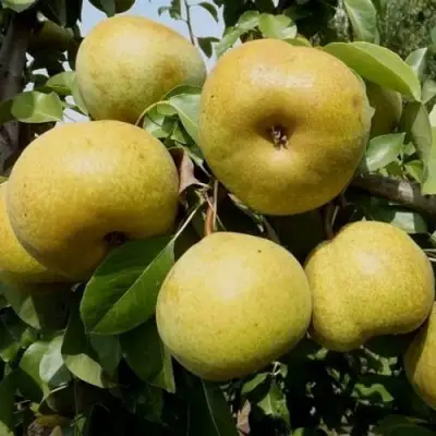 Груша ПЛАТОНОВСКАЯ в Слуцке