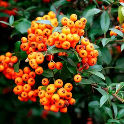 Пираканта ОРАНЖ ГЛОУ в Слуцке