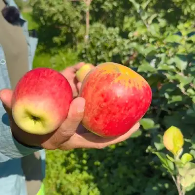 Яблоня БЛАГАЯ ВЕСТЬ в Слуцке