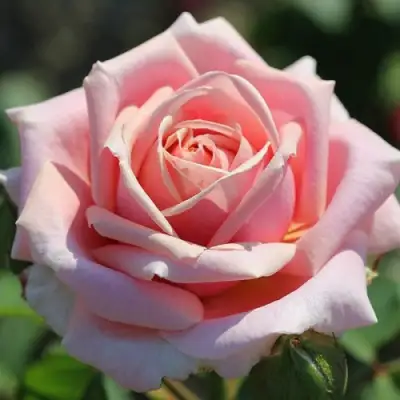 Роза ФРЕДЕРИК МИСТРАЛЬ чайно-гибридная в Слуцке