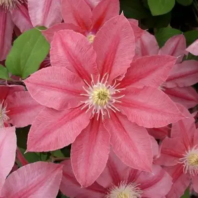 Клематис ЛИТЛ МЕРМЕЙД в Слуцке