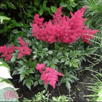 Астильба БОНН японская в Слуцке