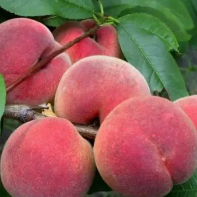 Персик ЮБИЛЕЙ СТОЛИЦЫ колонновидный в Слуцке