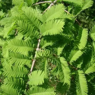 Метасеквойя  ГЛИПТОСТРОБОИДНАЯ  в Слуцке