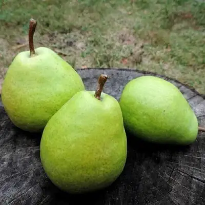 Груша БЕРЕ ЛЮКА в Слуцке