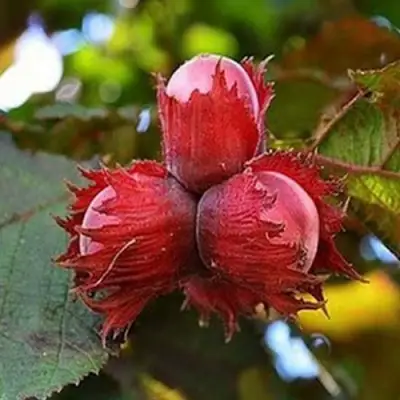 Фундук КРАСНЫЙ ЯНТАРЬ в Слуцке