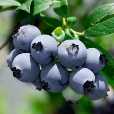 Голубика СИЕРРА в Слуцке