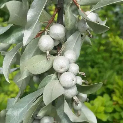 ЛОХ СЕРЕБРИСТЫЙ в Слуцке