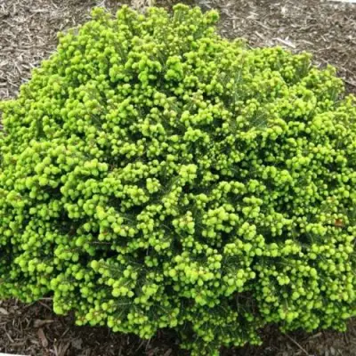 Ель ЛИТЛ ДЖЕМ обыкновенная в Слуцке