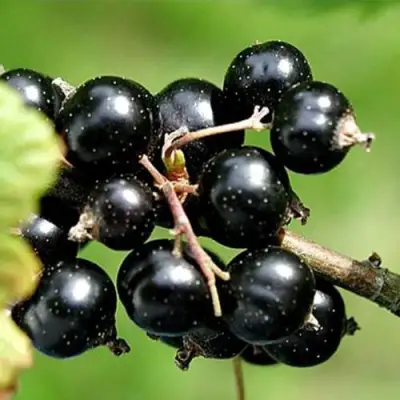 Смородина чёрная ЦЕРЕРА в Слуцке