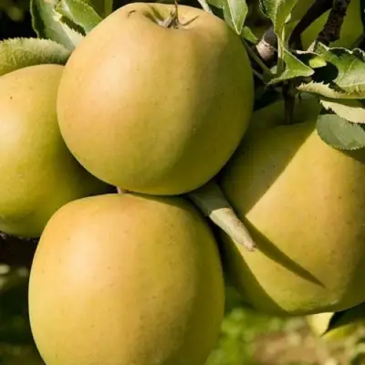 Яблоня МУТСУ в Слуцке