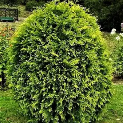 Туя ТИП ТОП западная в Слуцке