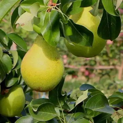 Груша ДОБРЯНКА в Слуцке