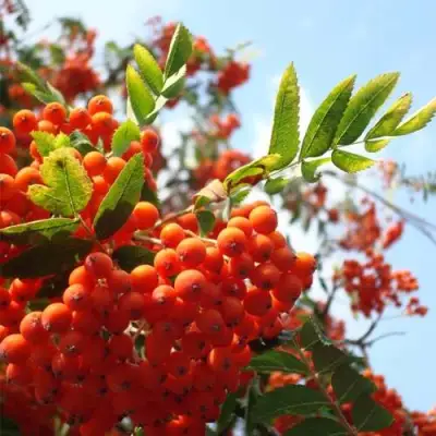 Рябина ВЕФЕД сладкоплодная в Слуцке