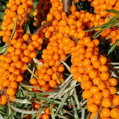 Облепиха ЕЛИЗАВЕТА в Слуцке