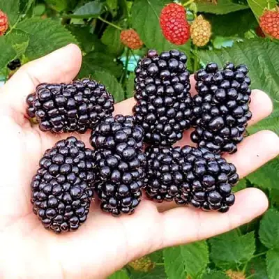 Ежевика ОУАЧИТА бесшипная  в Слуцке