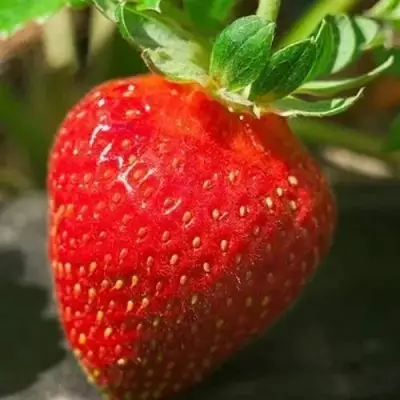 Клубника АЛЬБА в Слуцке