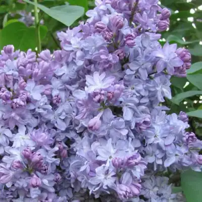 Сирень НЕБО МОСКВЫ в Слуцке