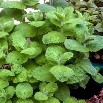 Мята яблочная в Слуцке