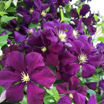 Клематис ПАНТЕР в Слуцке