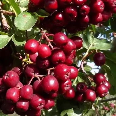 Рябина ГРАНАТНАЯ сладкоплодная в Слуцке