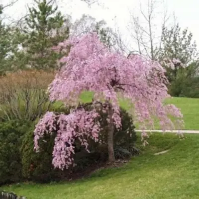 Сакура КИКУ ШИДАРЕ в Слуцке