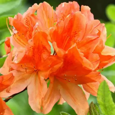 Азалия ГЕЙША ОРАНЖ японская в Слуцке