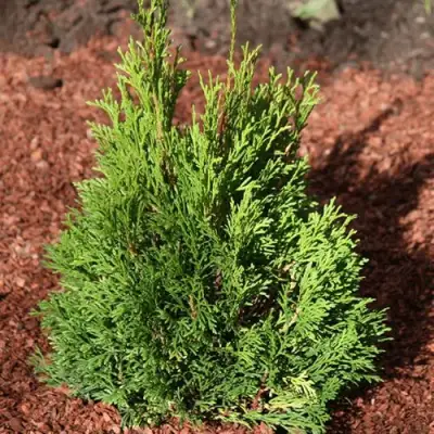 Туя МИКИ западная в Слуцке