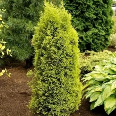 Можжевельник ГОЛД КОН обыкновенный в Слуцке