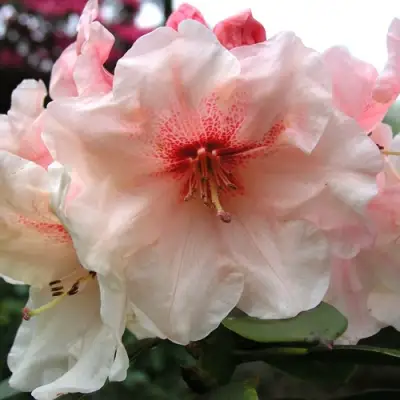 Рододендрон ХАНЯ	 в Слуцке