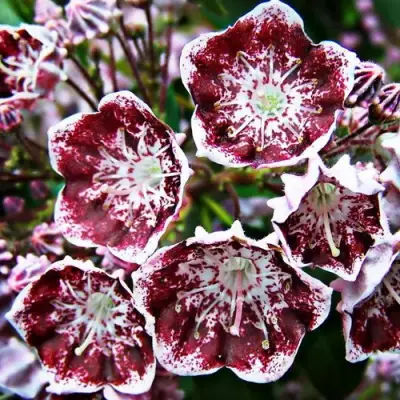 Кальмия БЛЕК ЛЕЙБЛ  в Слуцке