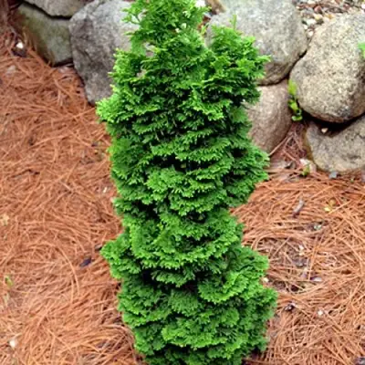 Туя СПИРАЛИС МИНИ западная в Слуцке