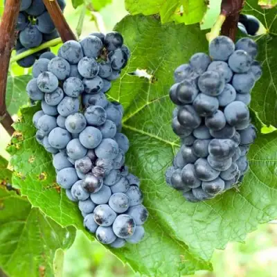 Виноград ВЭЛИАНТ в Слуцке