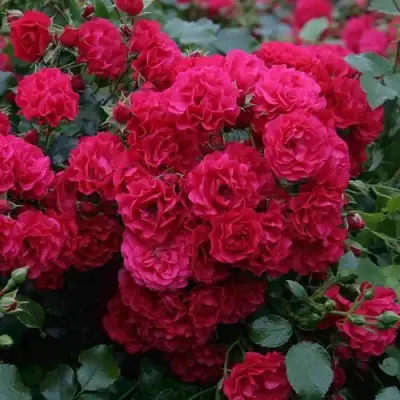 Роза РАДОСТЬ САДОВНИКА (ГАРТЕН ФРОЙДЕ) почвопокровная в Слуцке