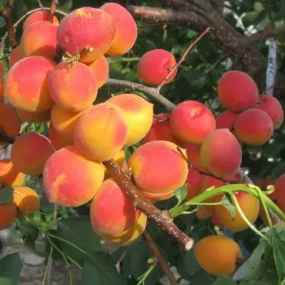 Абрикос РУБИН в Слуцке