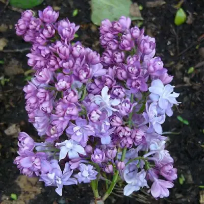 Сирень НАДЕЖДА в Слуцке